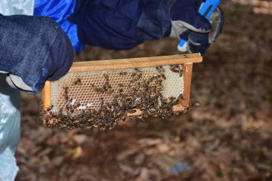 Cross Pollination Networks of Goa (Apiculture in Goa)